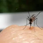 मच्छर ले रहा विकराल रूप; अब तक ले चूका है सैकड़ों जाने, पढ़ें डेंगू पर विस्तृत रिपोर्ट