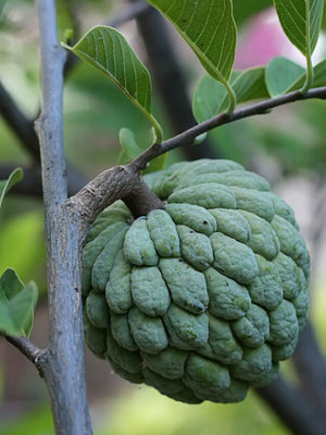 300px-Sugar_apple_on_tree