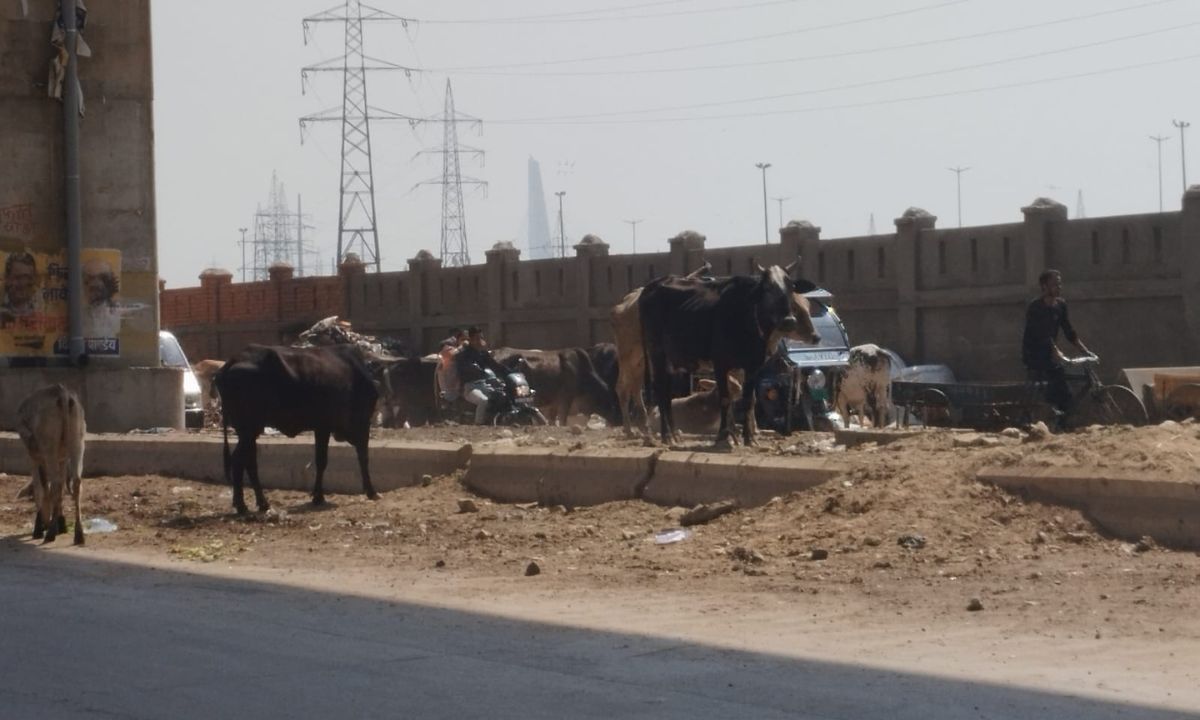 दिल्ली की सड़कों पर गाय माता की दुर्दशा