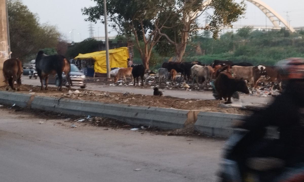 बुराड़ी और तिमारपुर की सड़कों पर पसरी लापरवाही