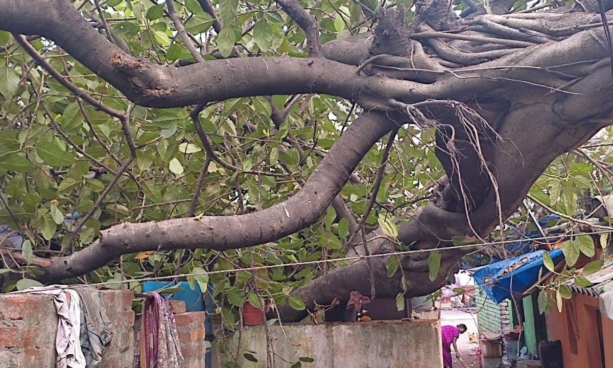 धतकीडीह हरिजन बस्ती में विशाल पेड़ गिरा