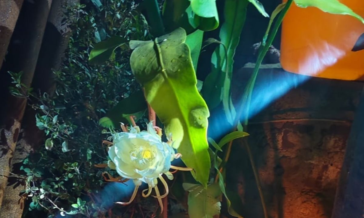 बोलानी - शांतिनगर स्थित शिक्षिका के घर में ब्रह्म कमल खिला