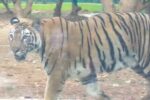 अब शेर और बाघ के साथ सेल्फी ले सकेंगे सैलानी