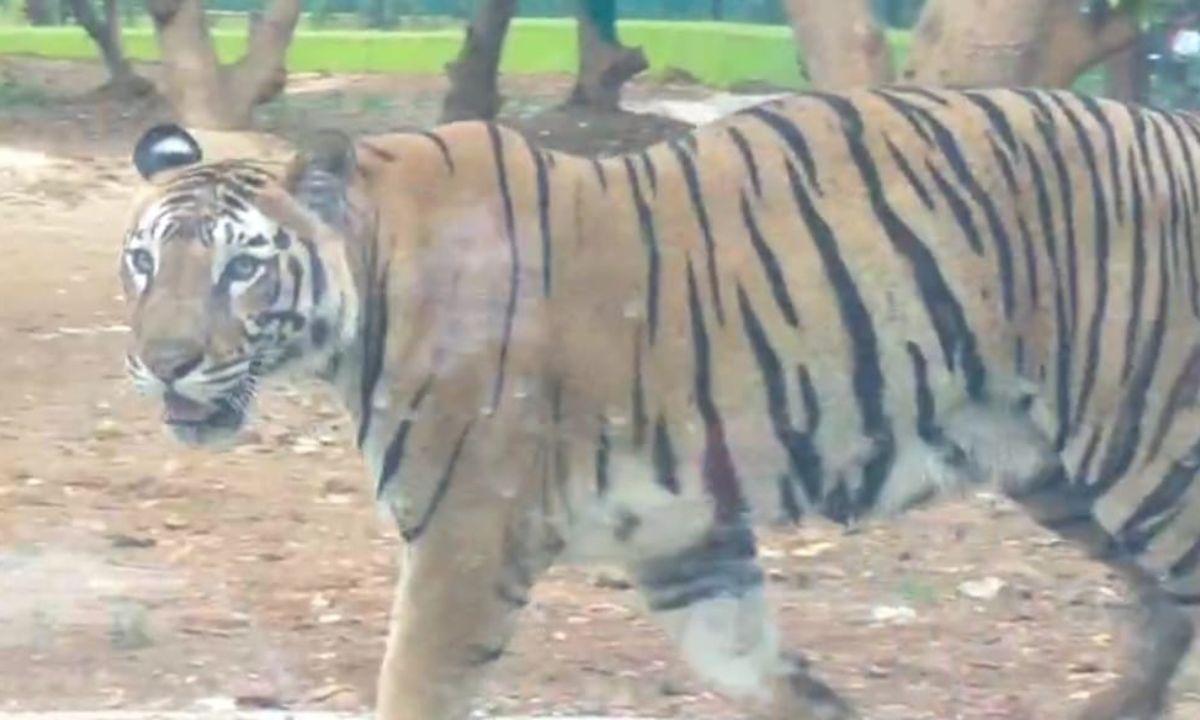 अब शेर और बाघ के साथ सेल्फी ले सकेंगे सैलानी