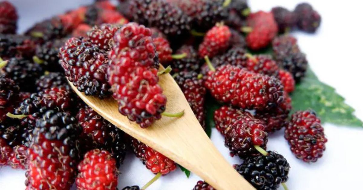 Mulberry: The summer superfruit with multiple health benefits
