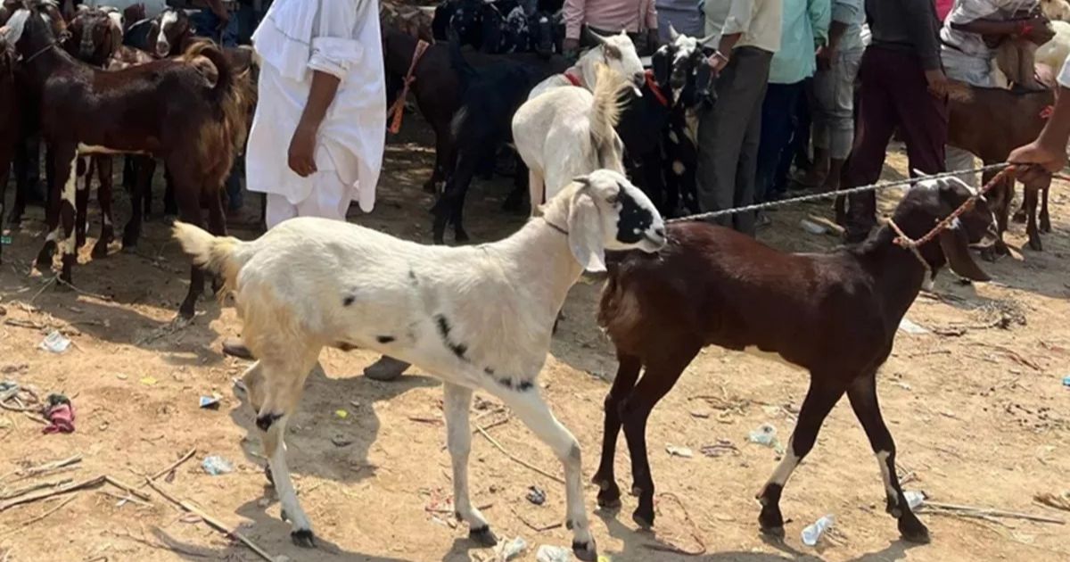 Delhi government's strict advisory on Bakra-Eid