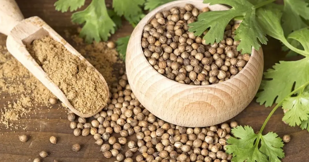 Treasure of health From diabetes to cholesterol, coriander seeds have miraculous benefits