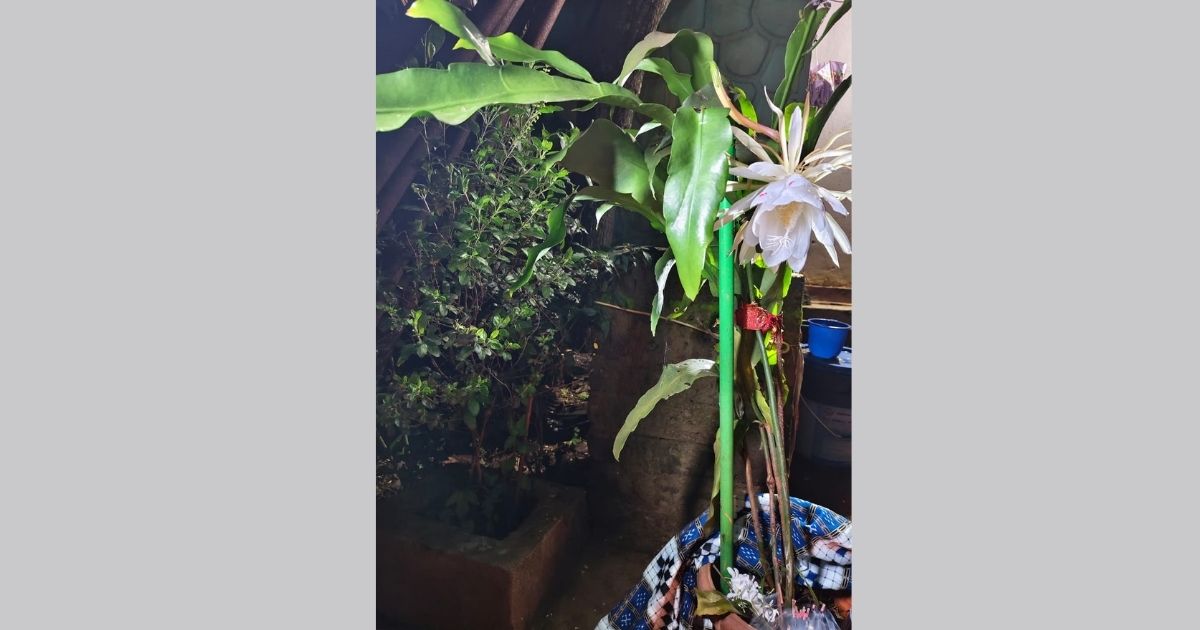 Brahma Kamal bloomed in the house of a teacher