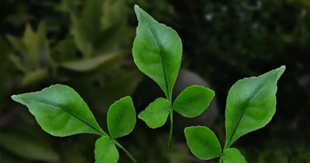 Benefits of Belpatra, this leaf is not just a source of faith but also a treasure of health