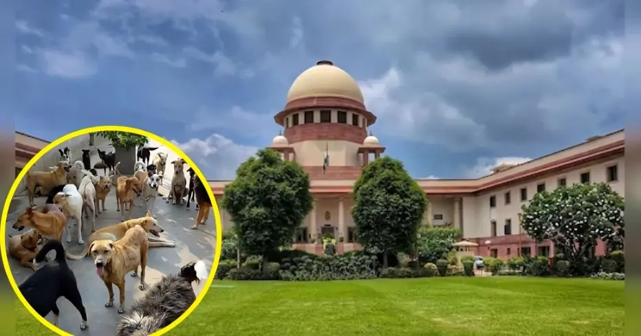 Stray dogs across the country will get relief