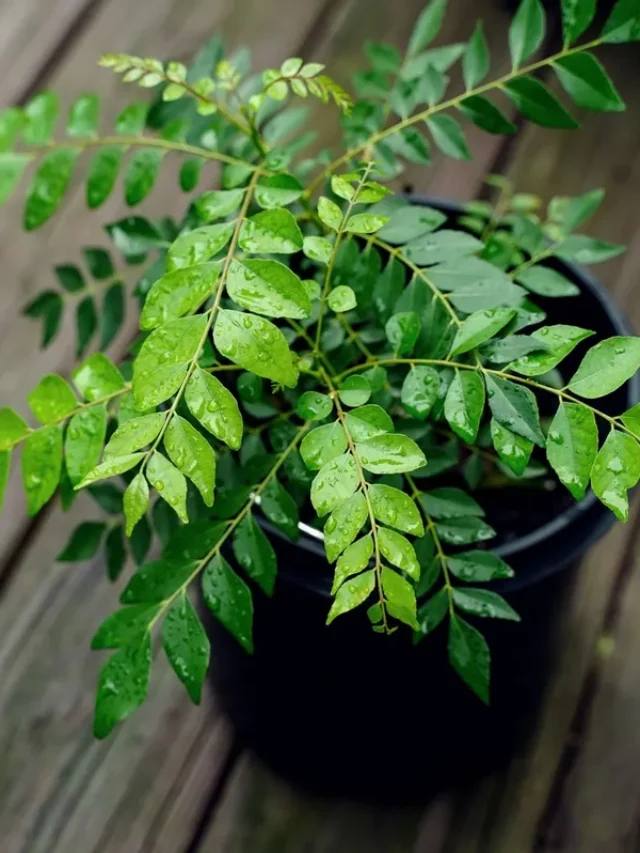 Curry-Leaves-Plant-Vastu_0_1200.jpg