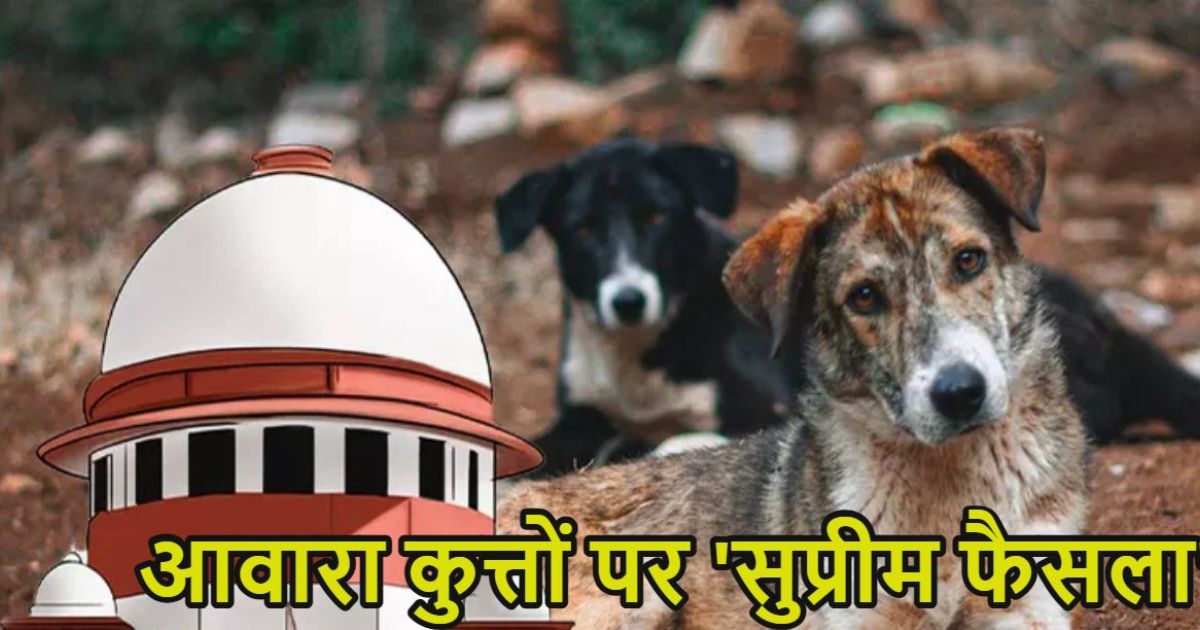 SC का आदेश- स्कूल, कॉलेज, अस्पताल से आवारा कुत्ते हटाएं:नसबंदी करके शेल्टर होम में रखें