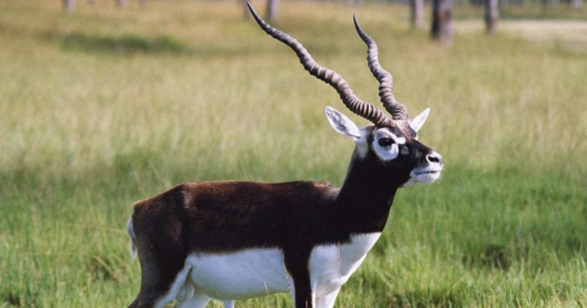 जमशेदपुर में अचानक मरने लगे काले हिरण