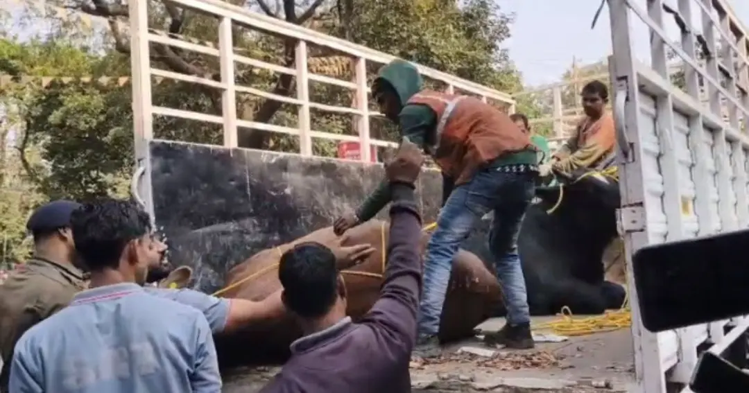 Campaign to catch stray cattle begins शहर