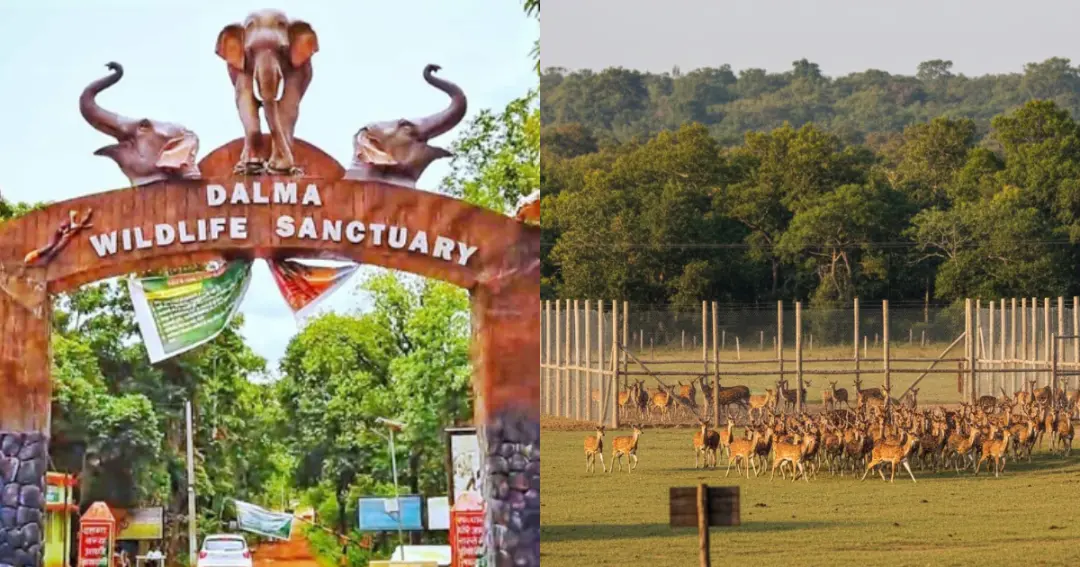 दलमा में छोड़े जाएंगे 50 हिरण,