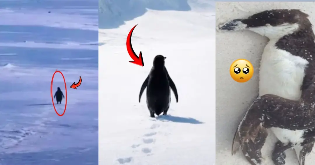 Penguin Viral Video Trending on the Internet