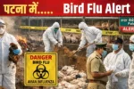 Bird flu confirmed at Patna poultry farm पटना