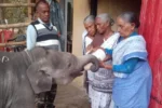 Sukhi Tudu fed milk to a baby elephant दलमा