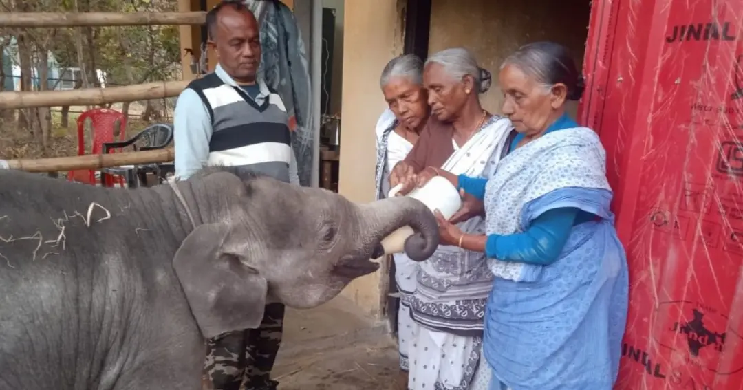 Sukhi Tudu fed milk to a baby elephant दलमा
