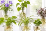 घर में बिना मिट्टी के पानी में उगने वाले 6 आसान इंडोर पौधे