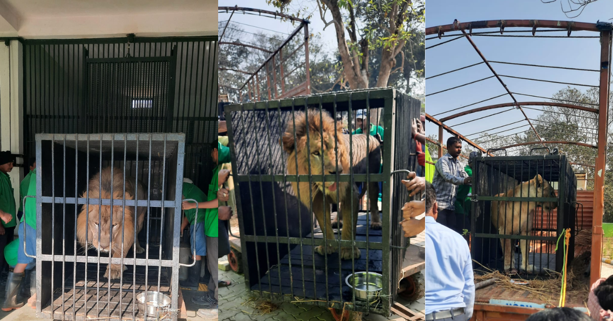 टाटा स्टील जूलॉजिकल पार्क में हैदराबाद से अफ्रीकी शेरों की जोड़ी पहुंची