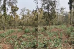 04 acres of illegal opiumpoppy cultivation destroyed पलामू