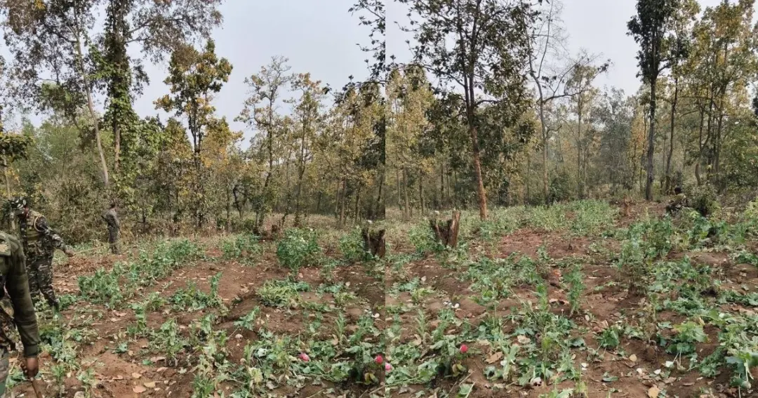 04 acres of illegal opiumpoppy cultivation destroyed पलामू
