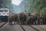 Elephants Occupy Railway Track: रेल पटरी पर हाथियों का कब्ज़ा, टाटानगर आने वाली कई ट्रेनें थमीं