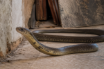 घर में क्यों आते हैं Snake ? जानिए कौन-सी गंध और चीजें उन्हें करती हैं आकर्षित