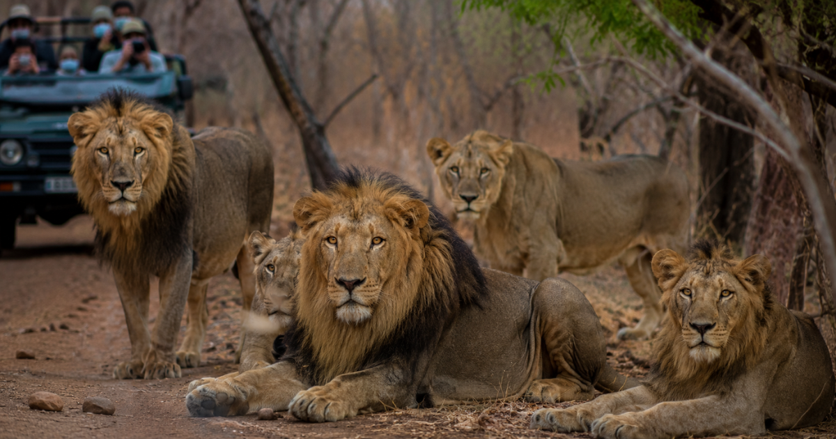 Gir Forest में Asiatic Lions पर वायरस का खतरा, 7 शेरों की मौत से बढ़ी चिंता