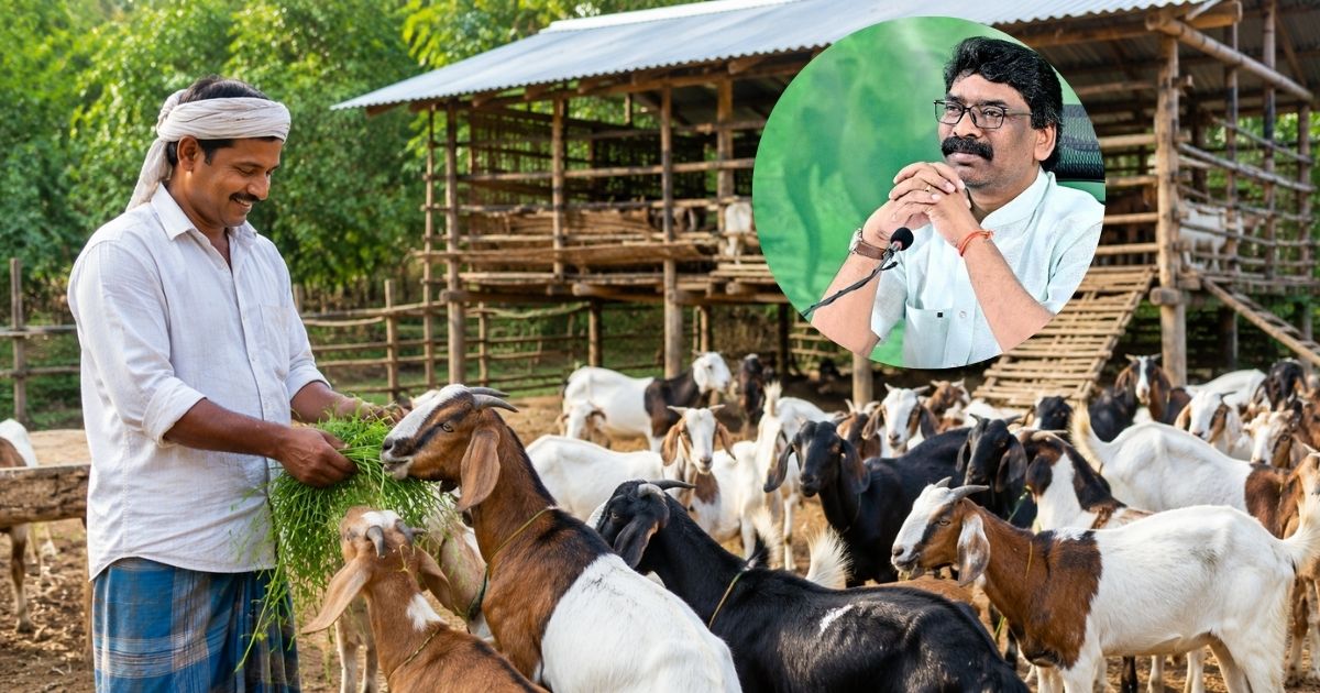 झारखंड में बकरी पालन को मिलेगा बढ़ावा, हेमंत सरकार दे रही 70% तक सब्सिडी
