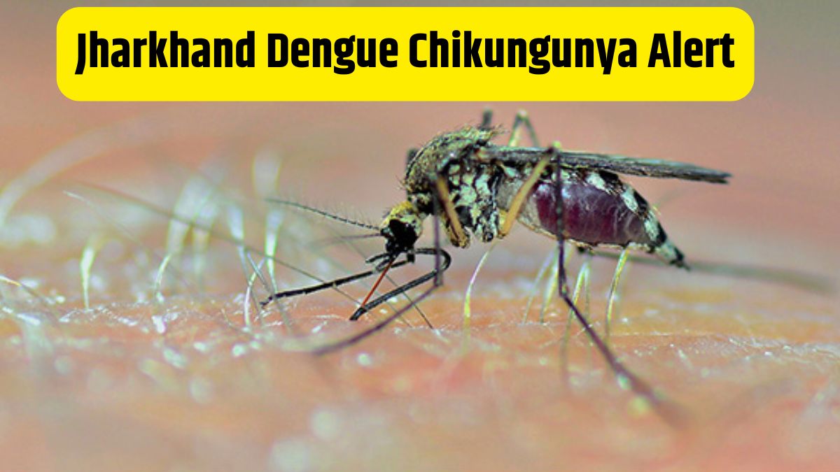 Jharkhand Dengue Chikungunya Alert
