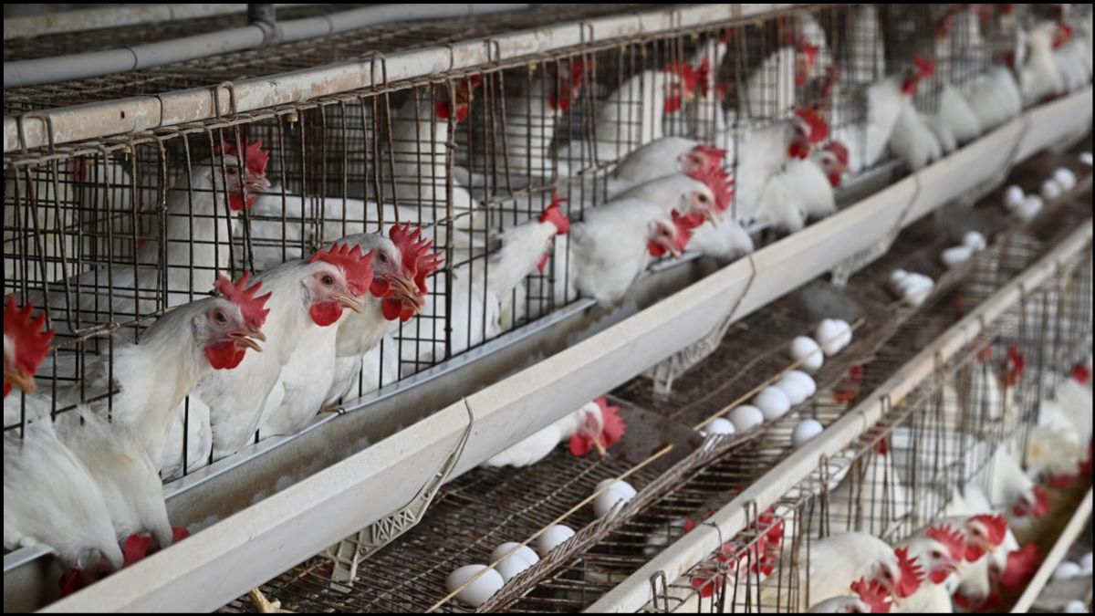 Tamil Nadu Chicken Sale Ban
