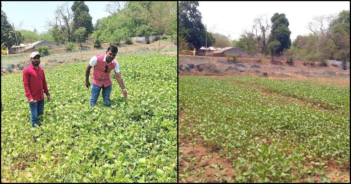 गरमा मूंग की खेती से बदली किसान की तकदीर, कृषि विभाग के सहयोग से बढ़ी आय, अन्य किसानों के लिए बने प्रेरणा स्रोत