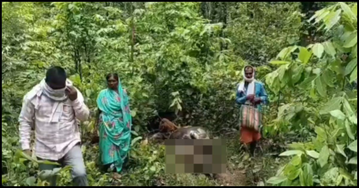 गढ़वा के जंगल में बाघ की दस्तक, पालतू भैंस का किया शिकार; वन विभाग अलर्ट, ग्रामीणों से जंगल न जाने की अपील