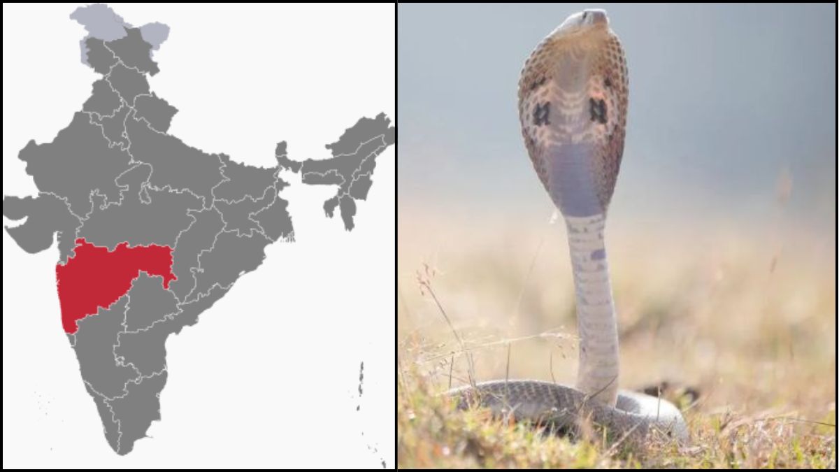 Maharashtra Snake Bite News