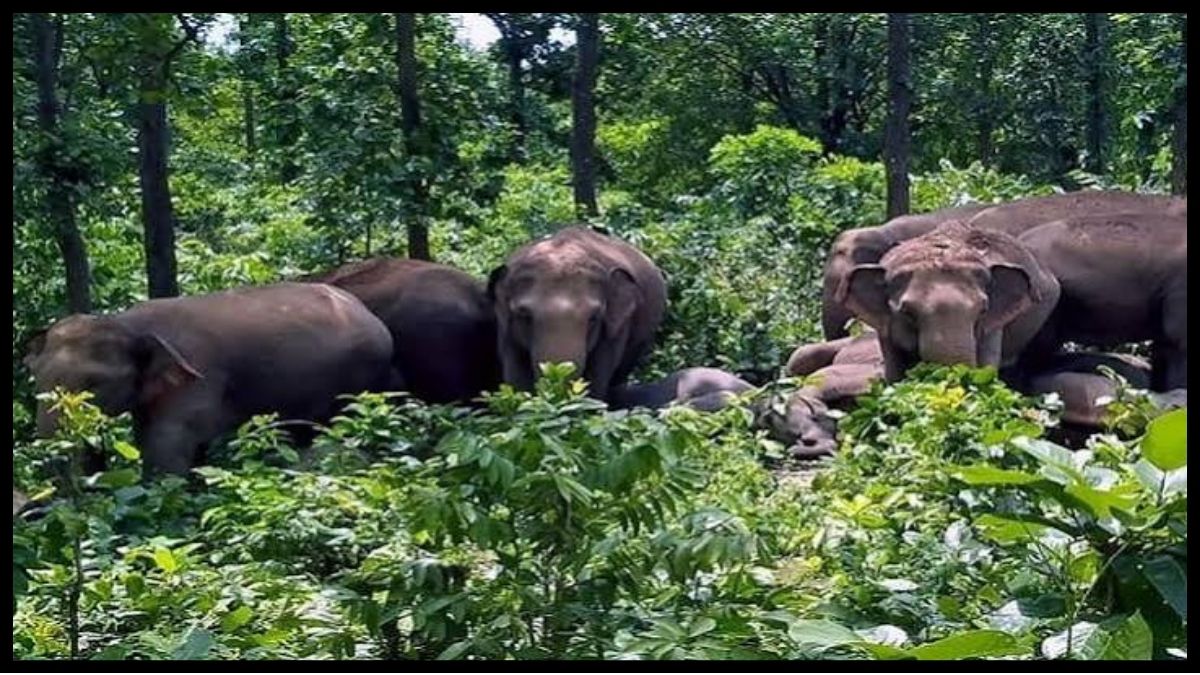 रामगढ़ में जंगली हाथियों का आतंक, धान की फसल पर मंडराया खतरा; ग्रामीणों में दहशत