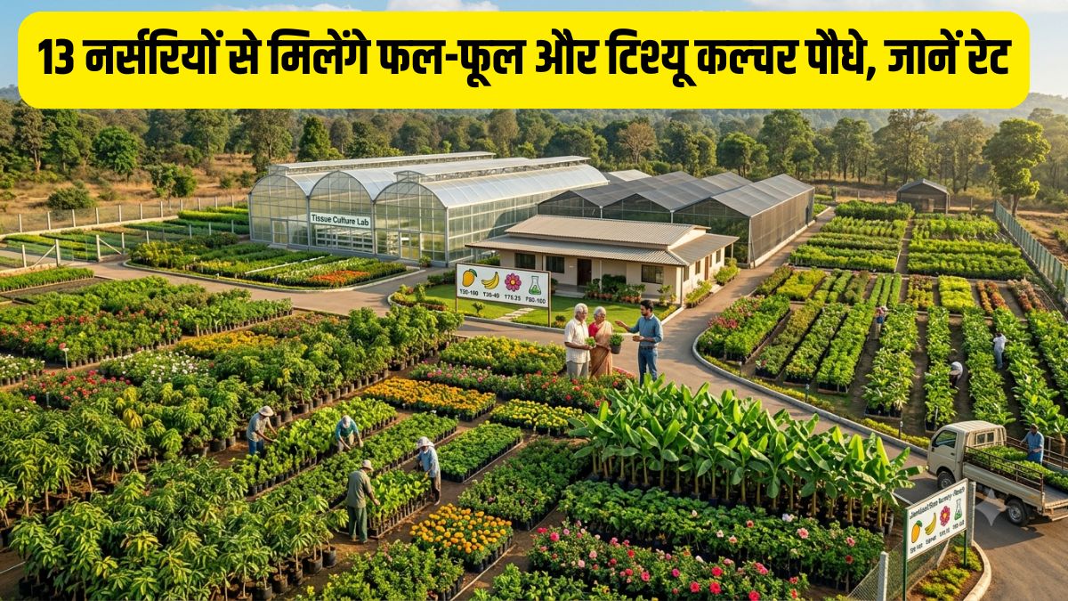 Jharkhand Horticulture, Nursery, Fruit Plants Rate