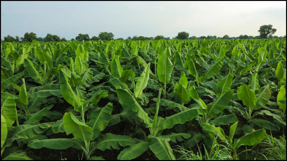Jharkhand Organic Farming