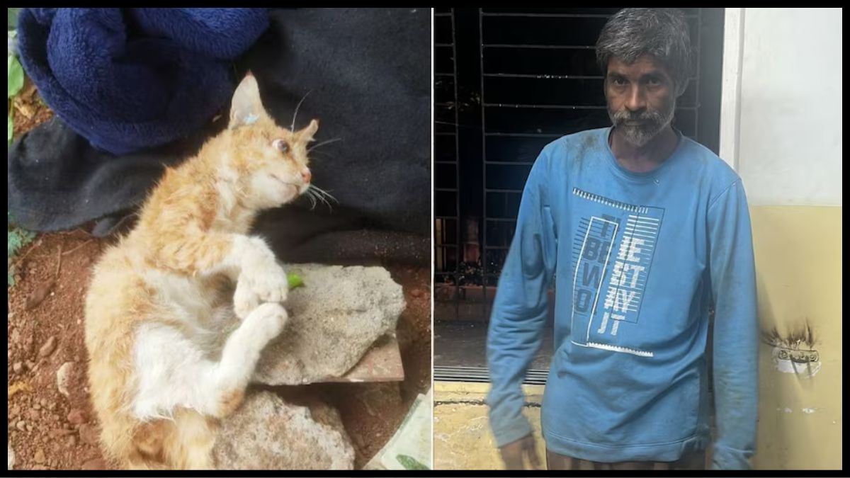 चेंबूर में ‘सीरियल कैट किलर’ गिरफ्तार, 6 से ज्यादा बिल्लियों को मारने की बात कबूली