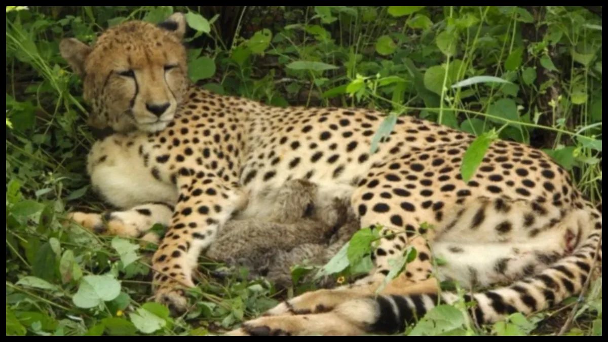 Kuno National Park में चीता शावकों का जन्म, भारत में बढ़कर 56 हुई चीतों की संख्या