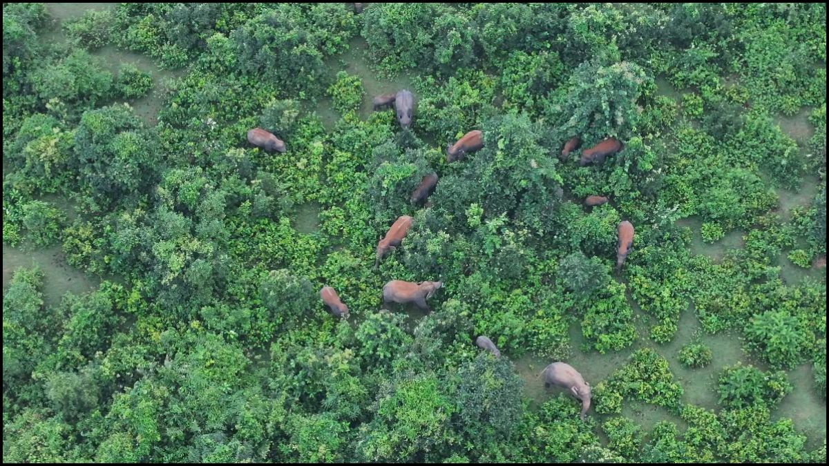 giridih-30-elephants-herd-safe-forest-department