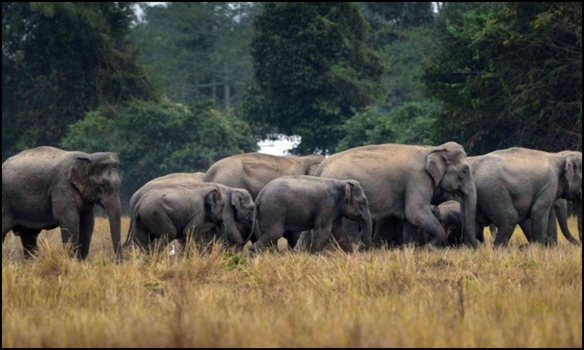 झारखंड मानव-हाथी संघर्ष