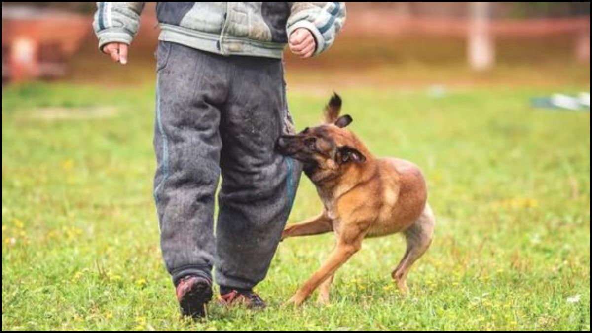 Latehar Dog Bite News