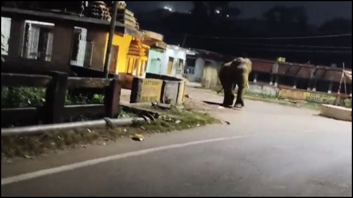 Panic ensued in the Joda Township area following the arrival of a tusker elephant